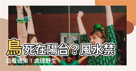 鳥死在家裡|鳥死在陽台風水：你可能不知道的陽台設計風水禁忌【鳥死在陽台。